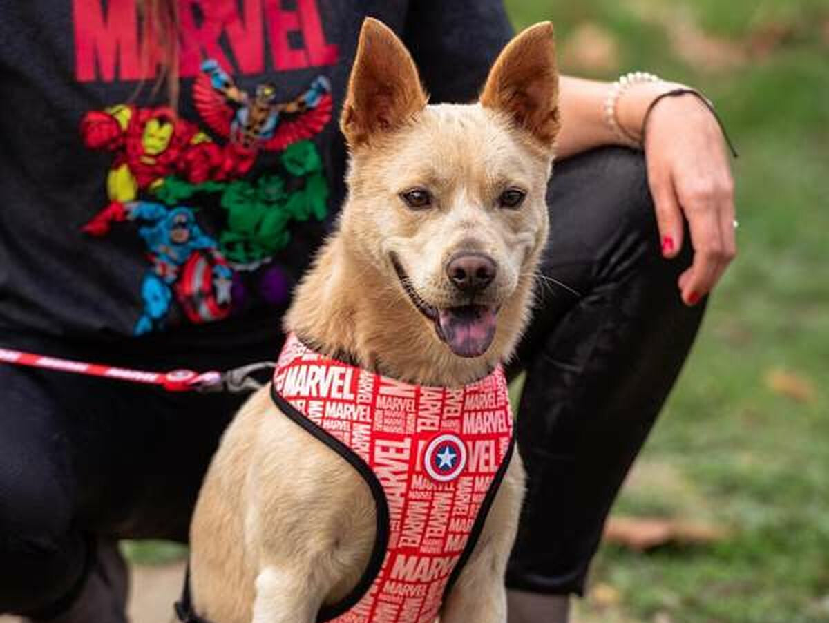 V6HA24729D59D4AA858770A862A2D0F3A2FR5462671P3