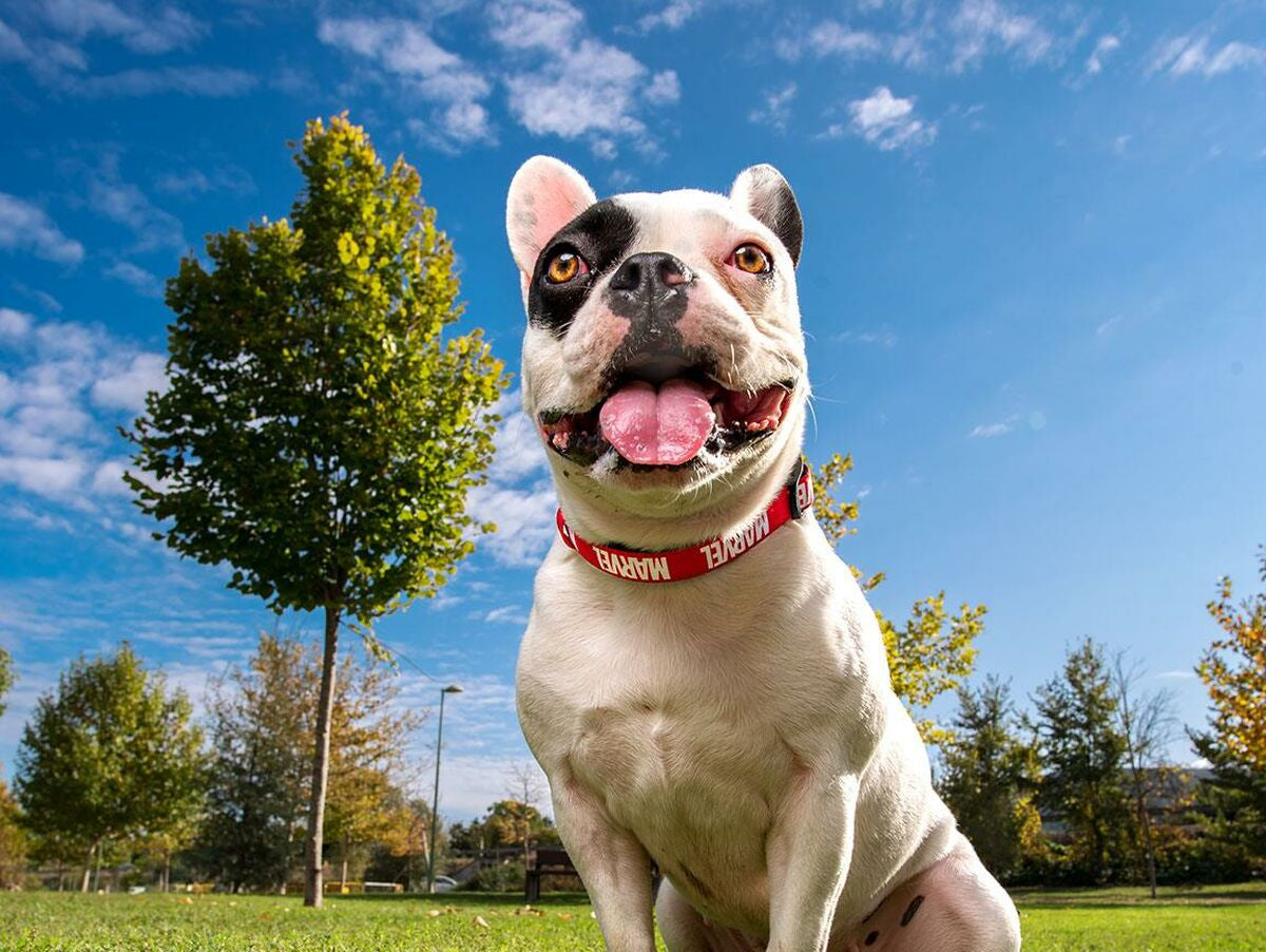 V5H0BE3544198ABE905C5E7D827640EC497R4703589P9