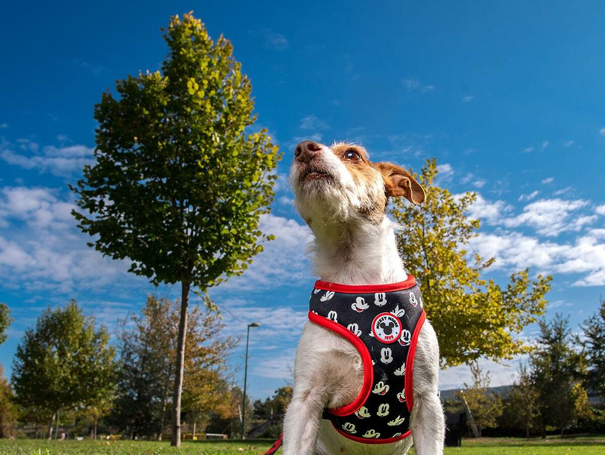 V6H869D3DAB1F5424D41FBCE1EDEF9D9C5BR4877387P4