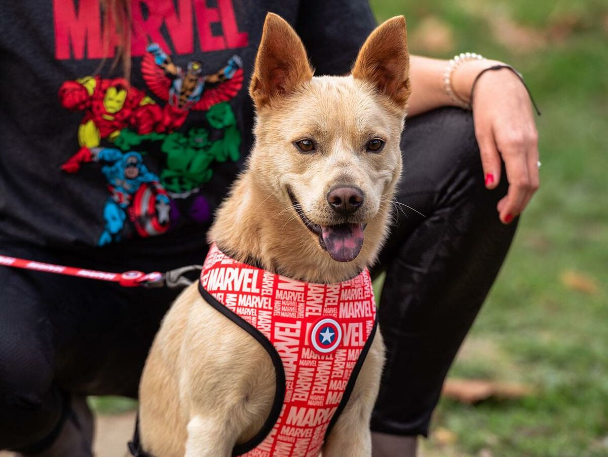 V9H6A543B0815DE2C3D63779780E980CF6FR3536585P7