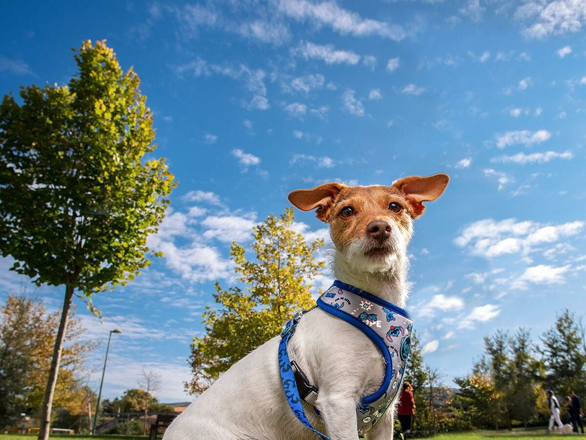 V6HE6DAE96A34F1CB5CDEC15EC2EDFB4EF6R5084697P10