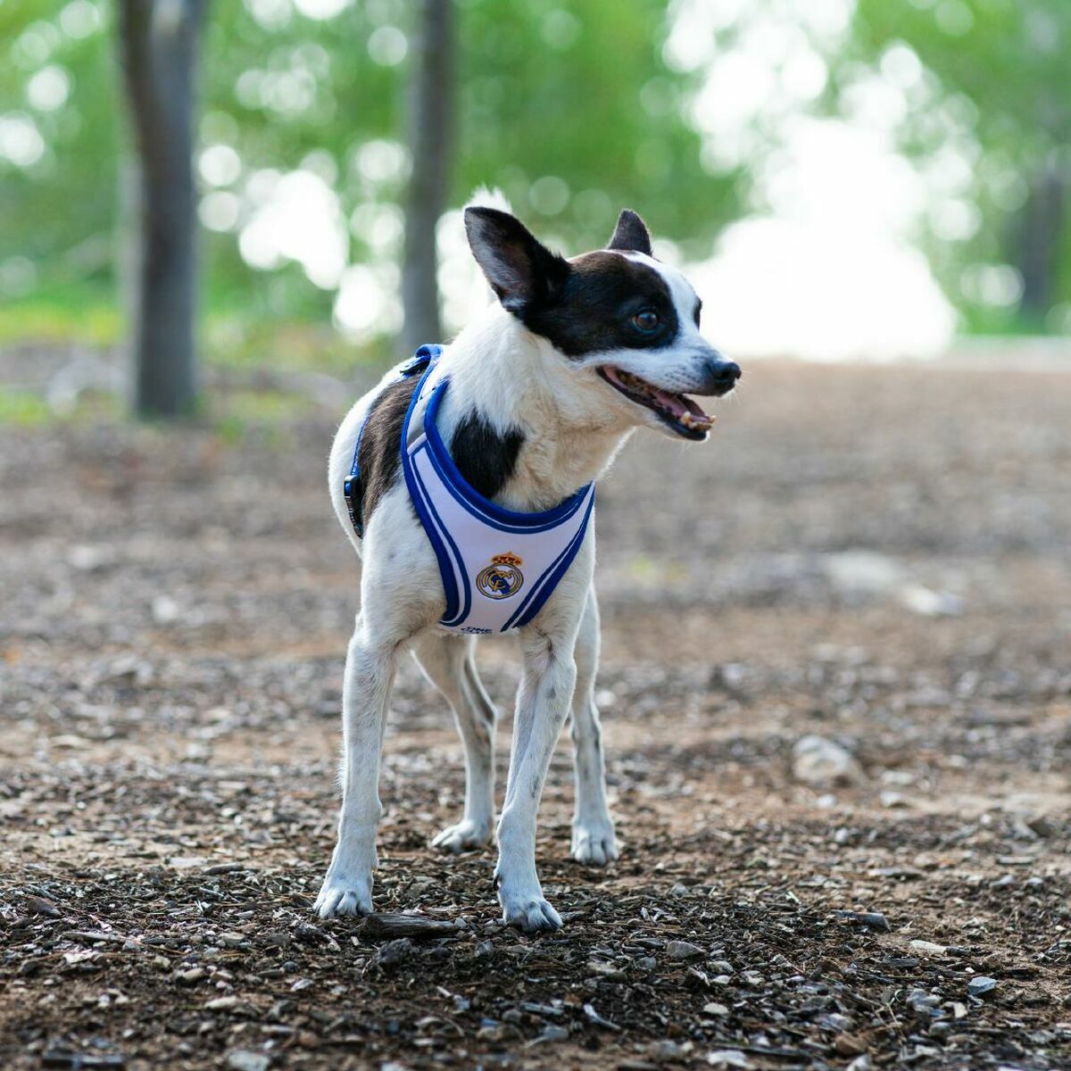 V2H4B54BCABC44ED2C692F94450EF983E0ER7186619P4