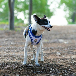 V2H4B54BCABC44ED2C692F94450EF983E0ER7186619P4