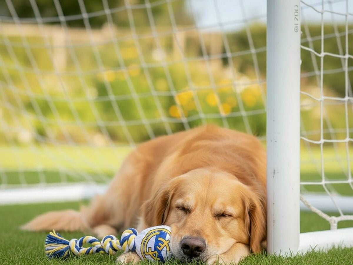 V4HB6C4F9B67D862A7D0EE9CF78DD81B83AR7187334P6