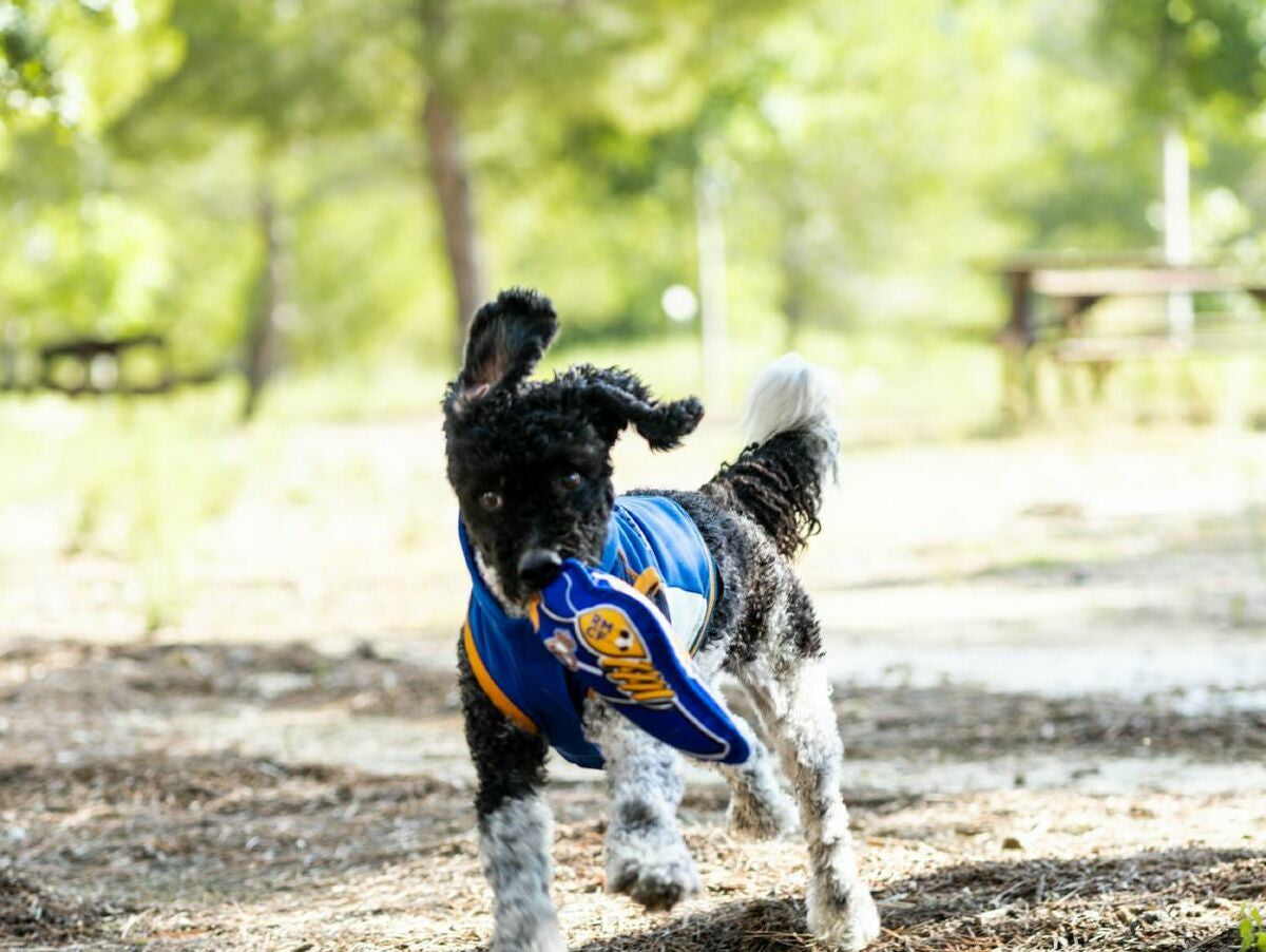 V4HDCF38C1D65592D9A0CC25902AC4F3C51R7021567P2