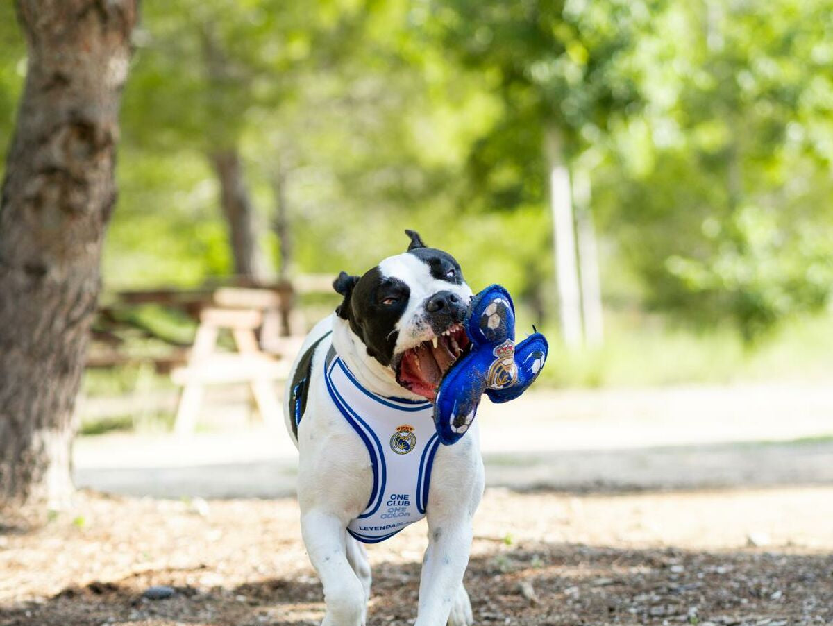 V4H4F45453E35495E783DDAD62643881888R7021663P3