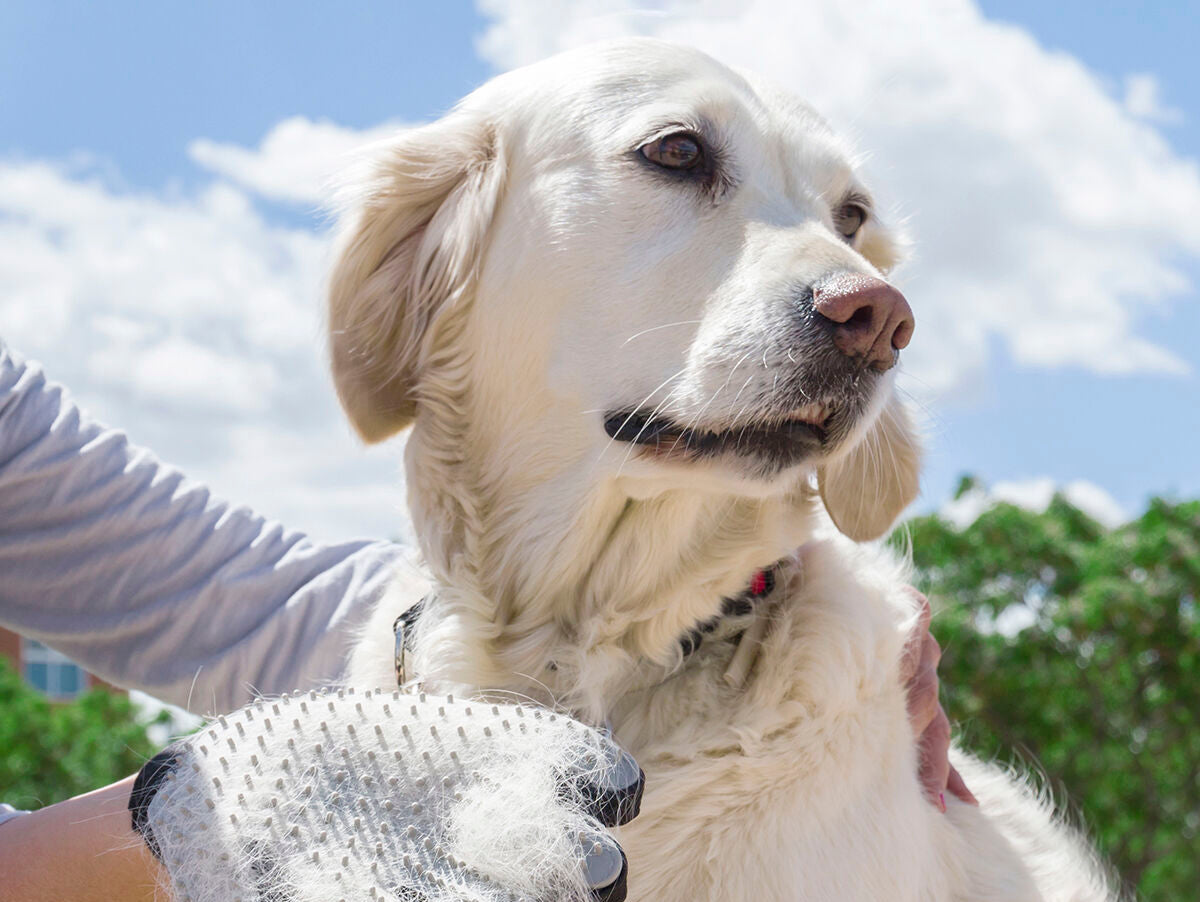 V16H4891A3AC49F3FD33412EE72A87476E6ER5270950P1