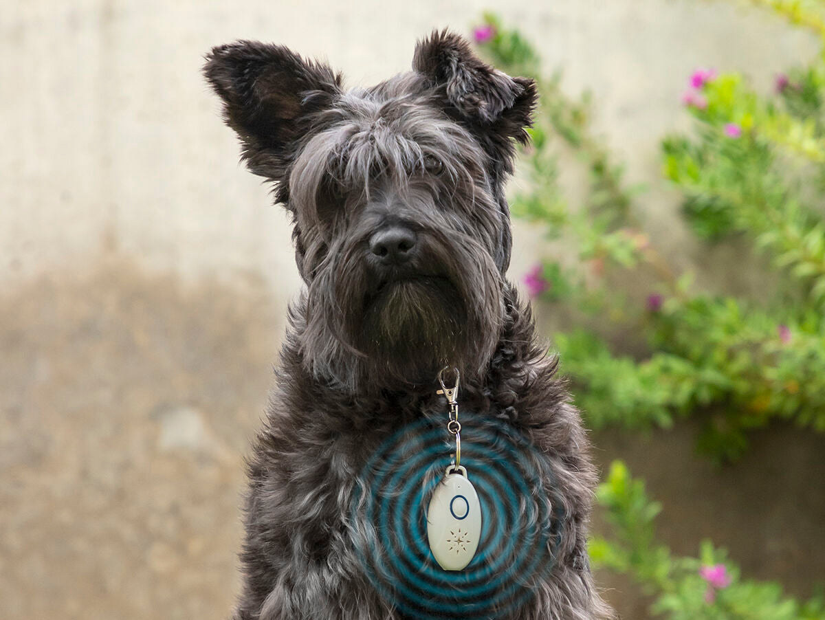 V15H2A9F32BA91D26E59C2A199C6FD9E8B13R5434219P1