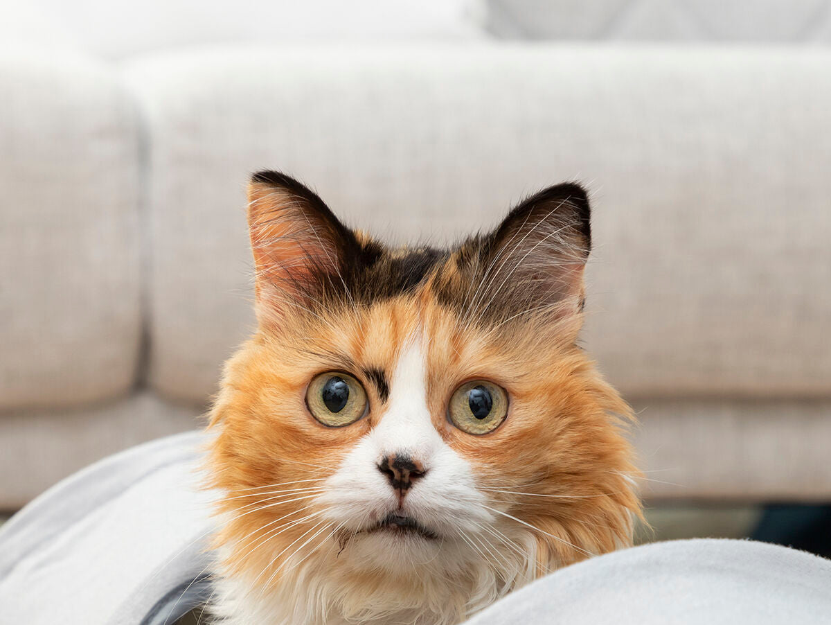 V15H08A012DE64C9517259D7B42D6D43FBECR5276437P4